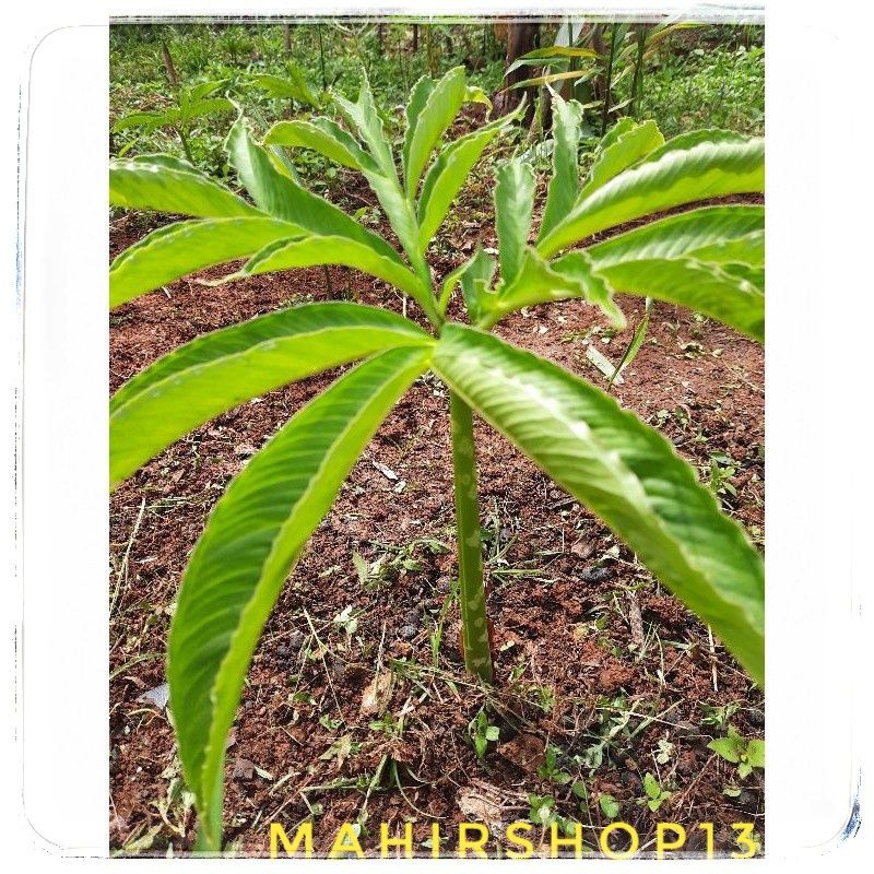 bibit porang siap tanam