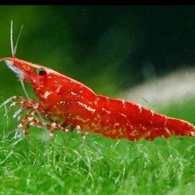 

Udang Red Chery