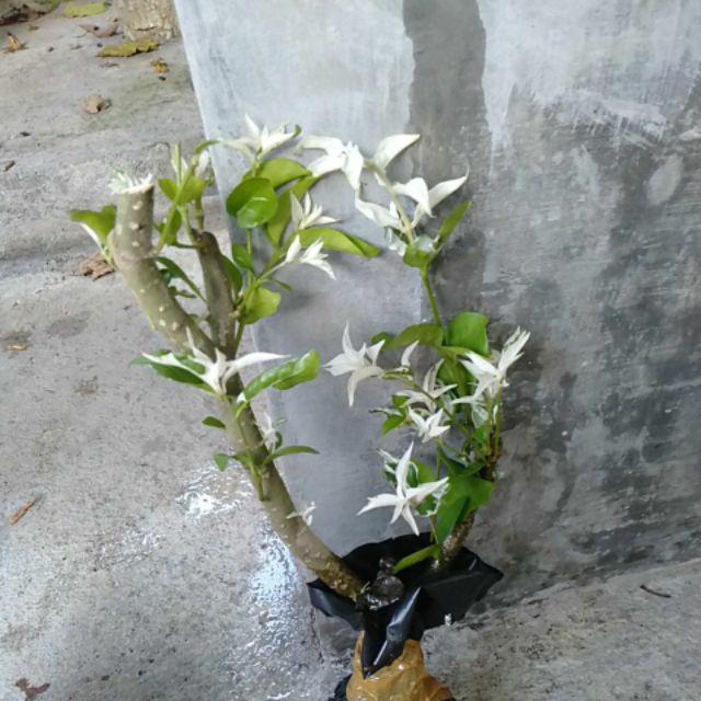 Ternama Bahan Bonsai Anting Putri Murah