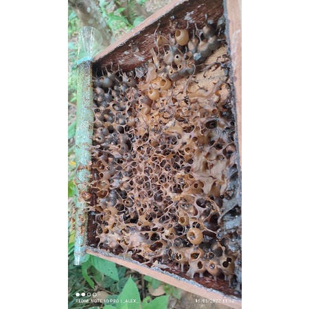 

Madu murni. Kelulut/kelancengfres/masihsegar