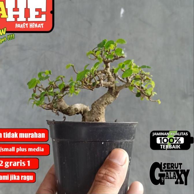 ⚡GROSIR⚡BAHAN BONSAI SERUT MAME/SMALL_RAFT (STREBLUS ASPER) TANAMAN HIAS DONGKELAN_BAHAN BONSAI DONG