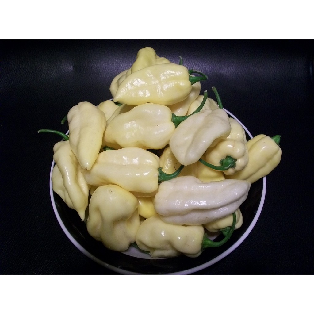 Benih-Bibit Cabe Super Pedas White Bhut Jolokia (Haira Seed)