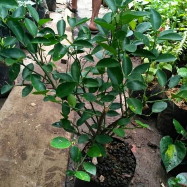Pohon Jeruk Nipis - Bibit Tanaman Pohon Jeruk Nipis
