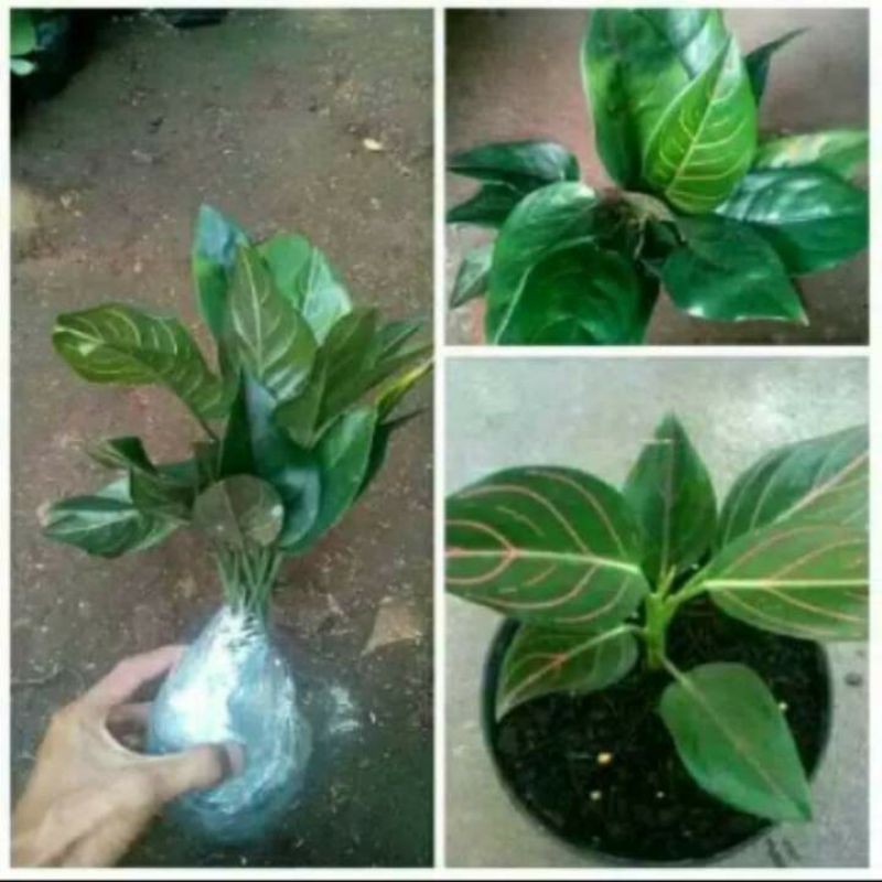 tanaman hias Aglonema Rotundum strip merah