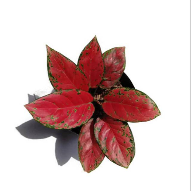 Aglaonema Red Venus