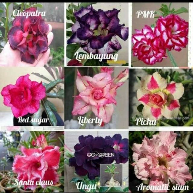 Bibit Adenium Tumpuk