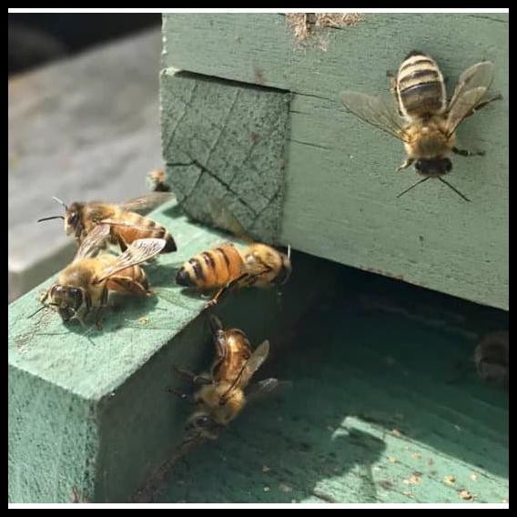 

Spesial Promo - Wildflower Honey Large Size