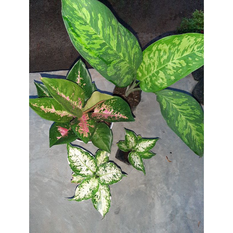 paket Aglonema kochin 1 pot isi 2.diven army 1.diven Lukisan Cinta 2.paket murce lokal.