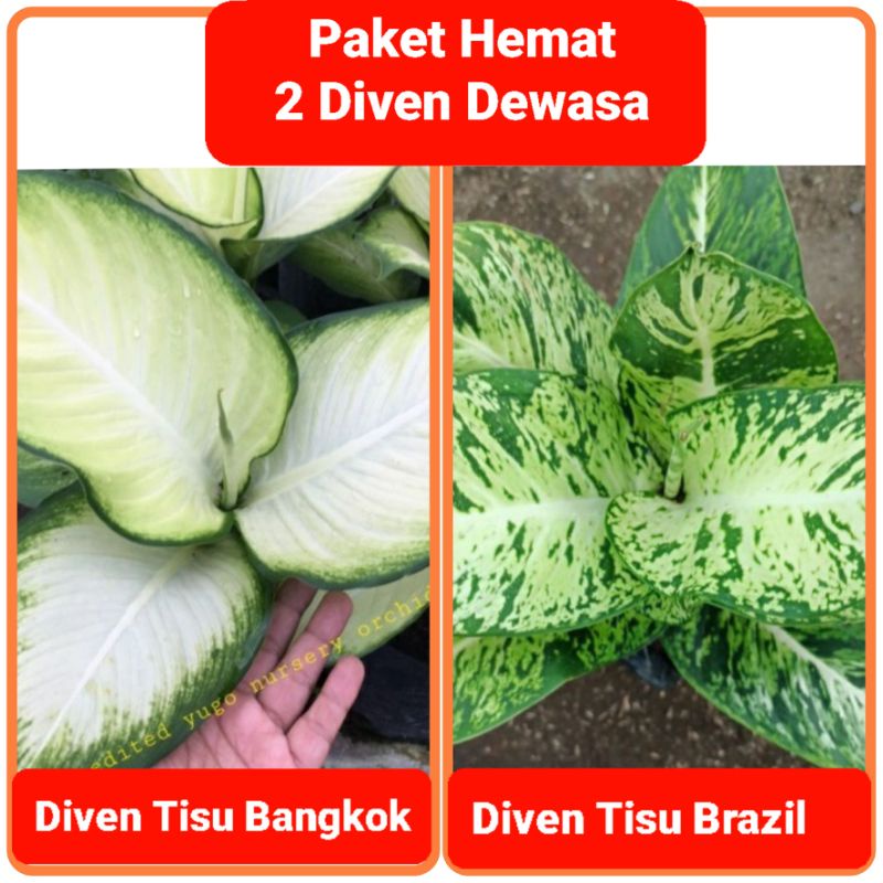 Paket Hemat 2 Diven dewasa jumbo Tanaman Hias Diven Tisu Bangkok JUMBO Diven Tisu Brazil sparkle