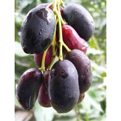15 BENIH biji buah duwet super
