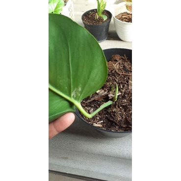 monstera deliciosa varigata / monvar