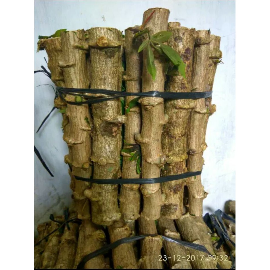 

Bibit Singkong Kulit Merah