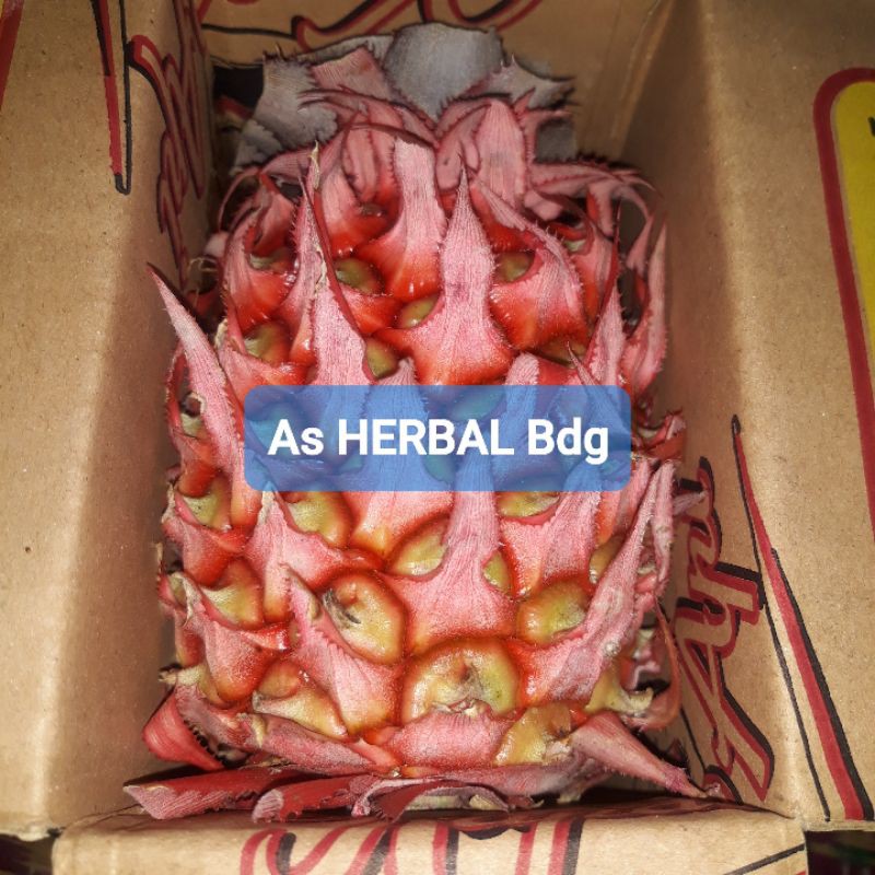 

Buah Nanas Merah Nanas Muda Nanas Hutan ASLI Paket 2 Kg Murah Meriah