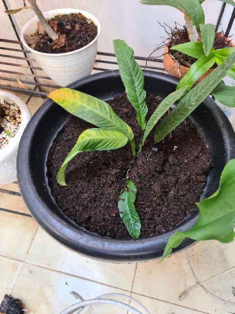 Philodendron Lynette