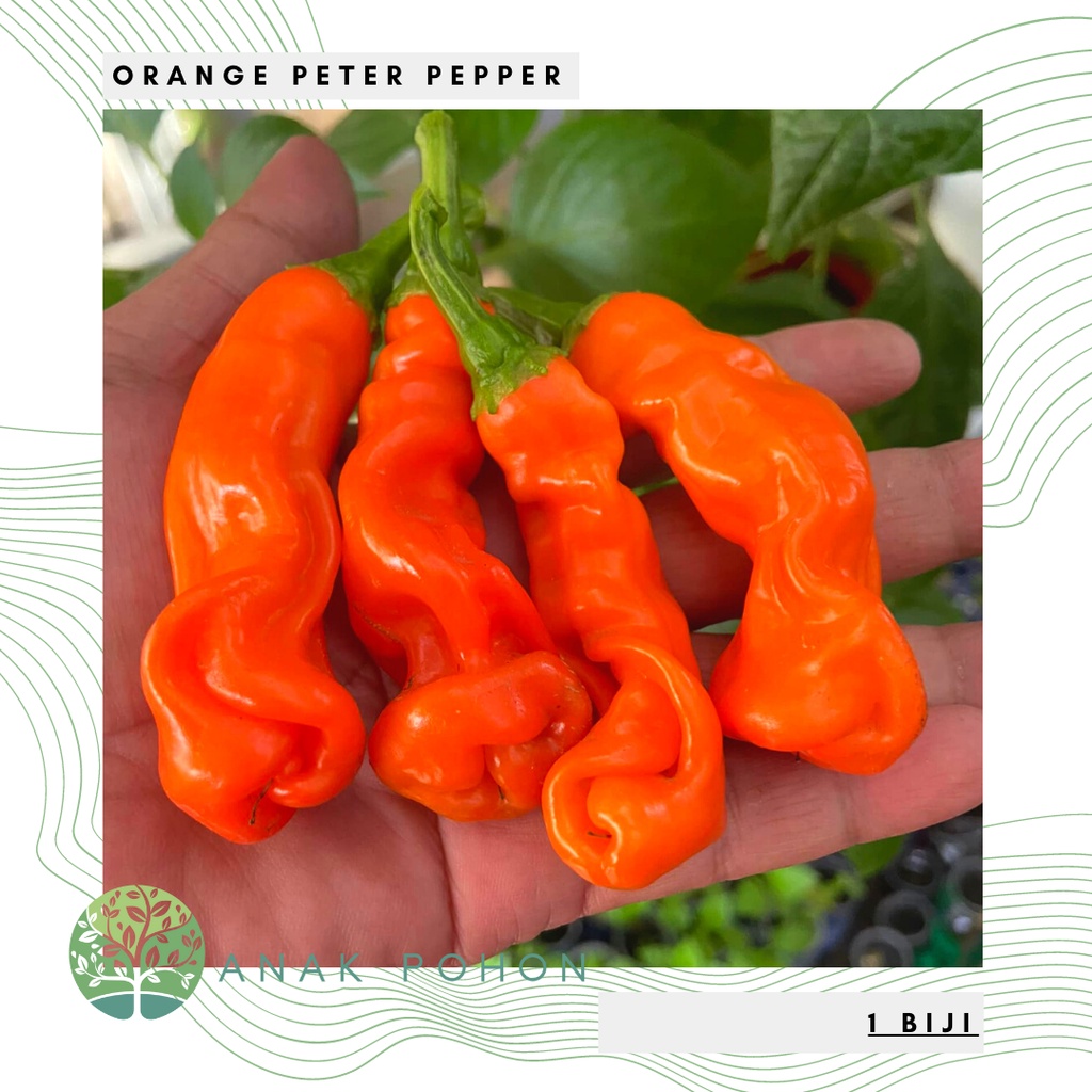 Benih Bibit Biji - Orange Peter Pepper Cabe Porno Pepper Seeds