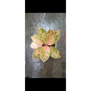 Aglonema Kresna Golden