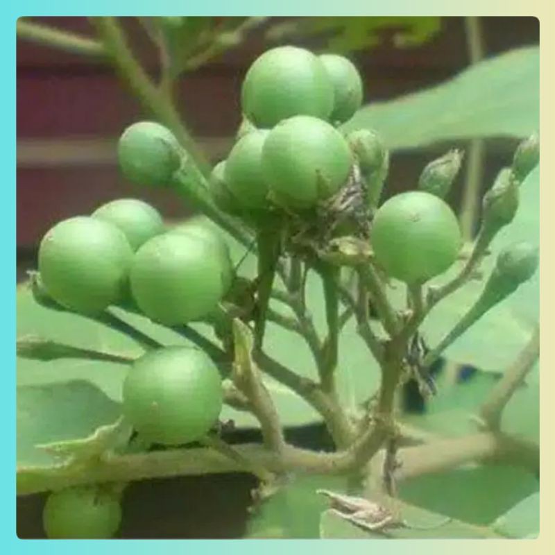 20 Benih RANTI / LEUNCA