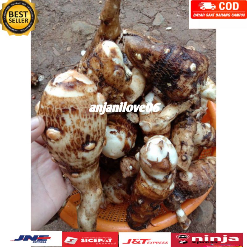 UBI TALAS KIMPUL Fres 500 GR