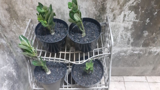 ((newww!!)) Paket 7 Bibit Bunga Tumpuk Adenium - Bibit Kamboja Jepang