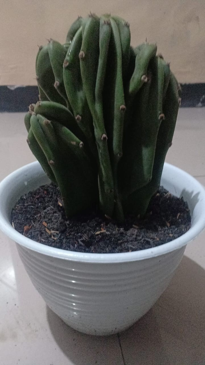 Tempat Celana Dalam Kaos Kaki Dasi Gantung Korean Underwear Pouch