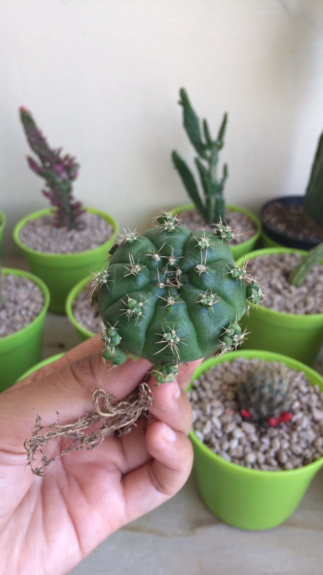 Sukulen Dan Kaktus Mini (gymnocalycium Damsii)
