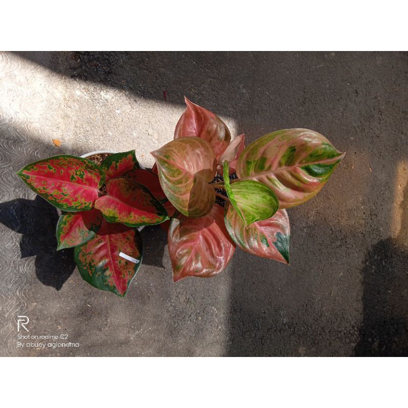 aglonema Susan dan kochin brownies