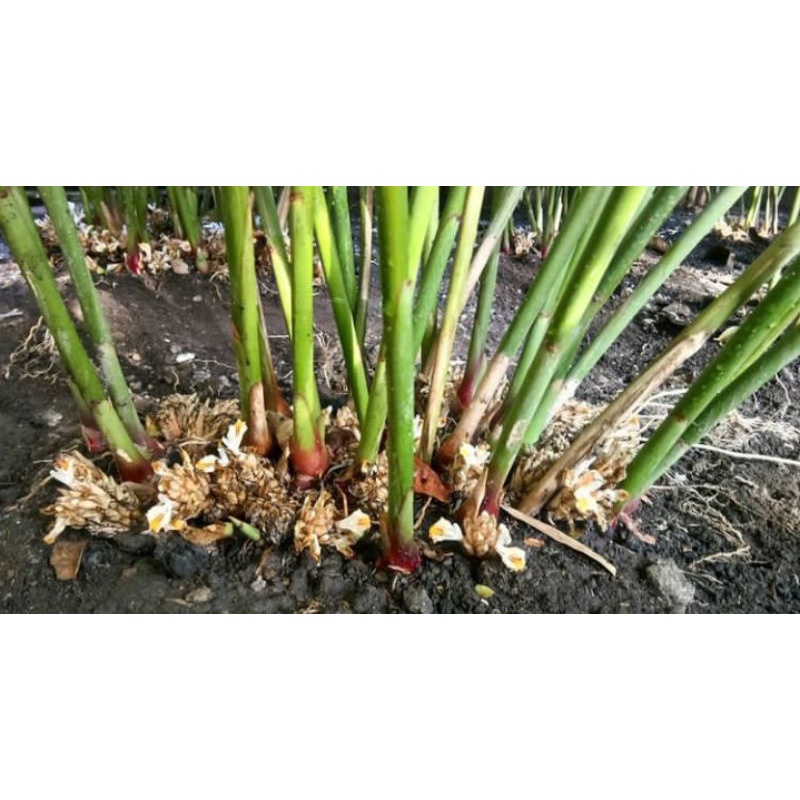 bibit kapolaga hibrida, kapolaga merah