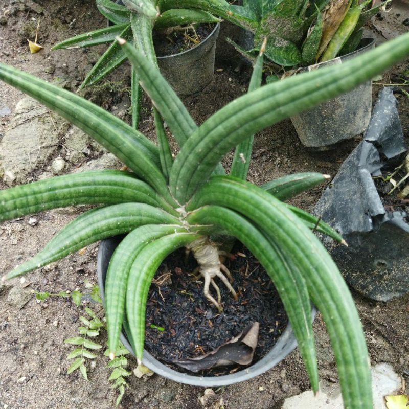 Sansivera Patens Besar