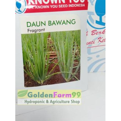 ♂ Benih / bibit daun bawang Fragrant ➪