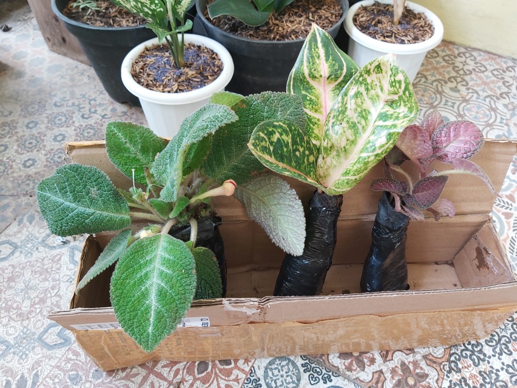 Tanaman Hias Hidup Aglonema Dona Carmen / Bibit Dona Karmen