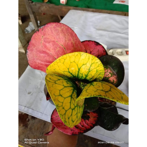 puring apel KLX  (bibit 30 cm)