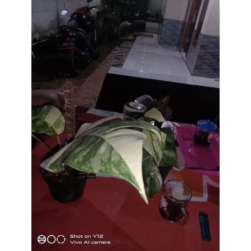 bibit/bonggol montera king varigata