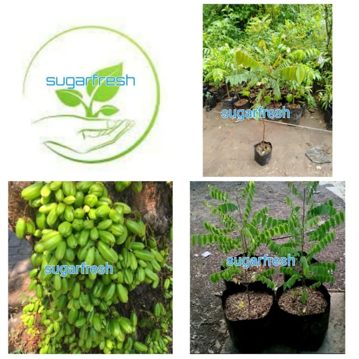 Bibit belimbing wuluh - Pohon belimbing wuluh