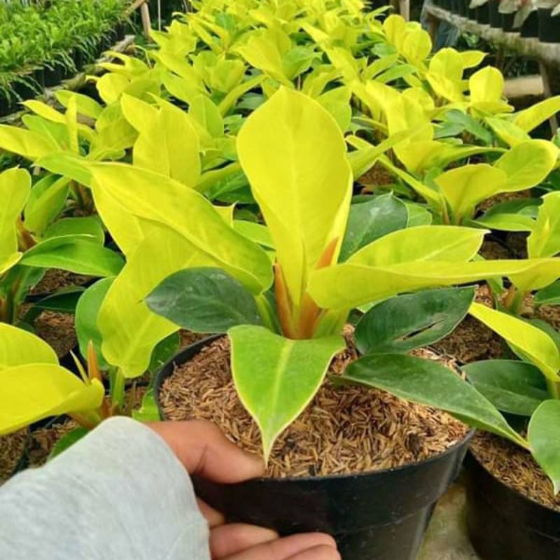 

Vilo lemon