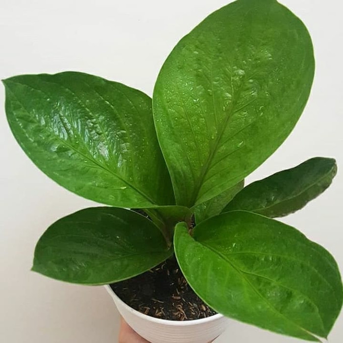 PROMO TERMURAH Anthrium jemani mangkok