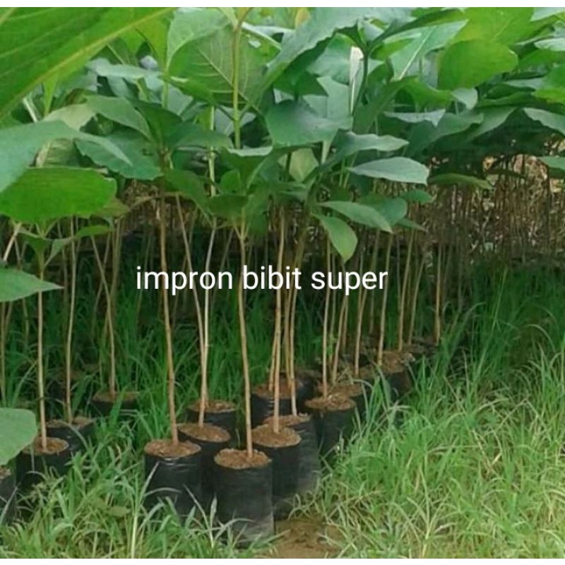 bibit pohon jati emas super