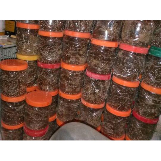 ✶ Bibit semut rangrang penghasil kroto super ☉