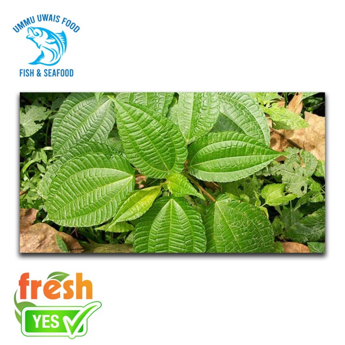 

Daun PohPohan Segar - 1 Ikat