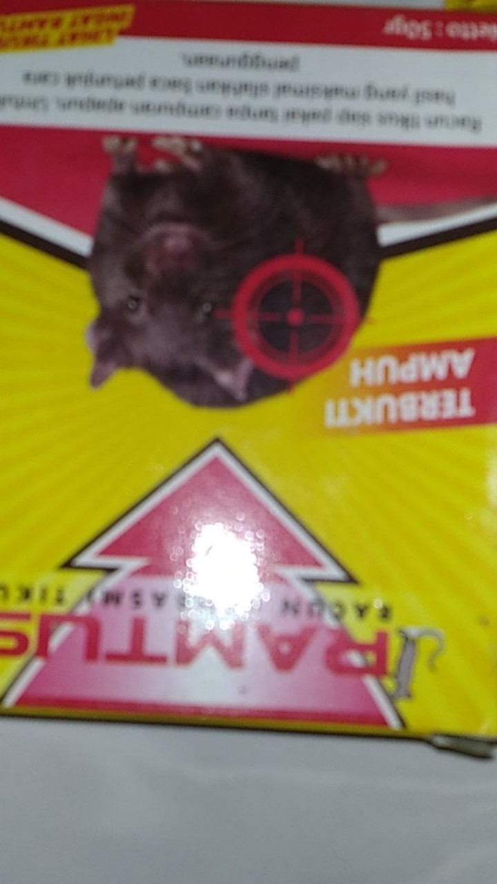 Ramtus Racun Tikus Ampuh Mati Kering Tidak Bau Pembasmi Curut Wirog Mencit Dirumah Di Mobil 4 Pack