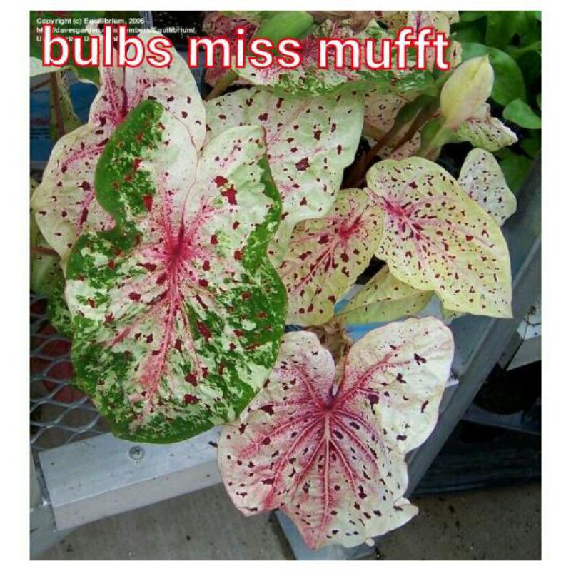 tanaman hias umbi caladium bulbs miss muffet