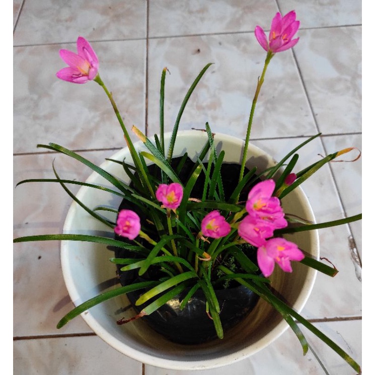 Lili Air Hujan Merah