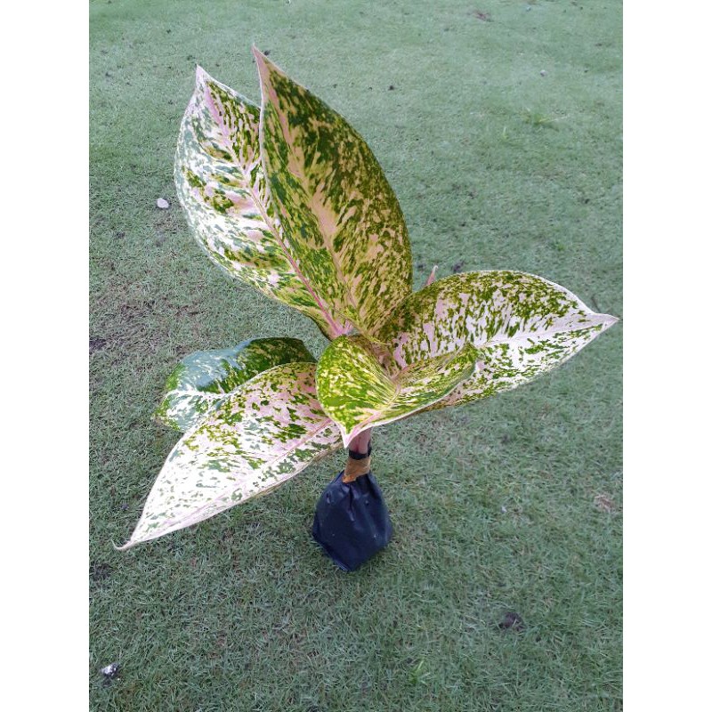 Aglaonema Big roy