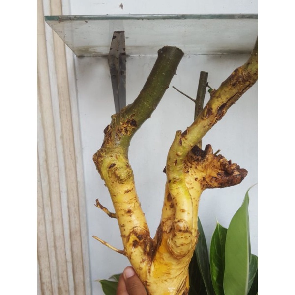 BAHAN BONSAI SERUT BERKARAKTER UNIK REALPICT