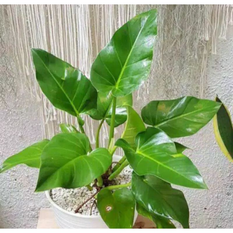 Tanaman hias marbel/tanaman hidup philo marbel