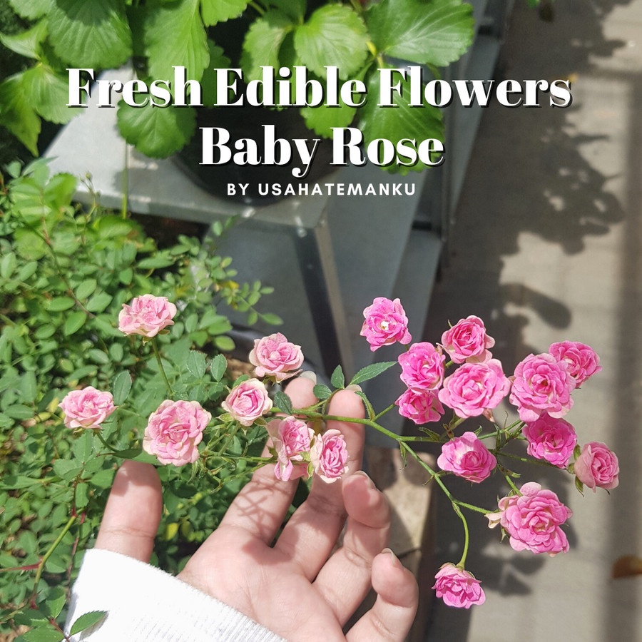 

UsahaTemanku Baby Rose Edible Flowers Bunga Mawar
