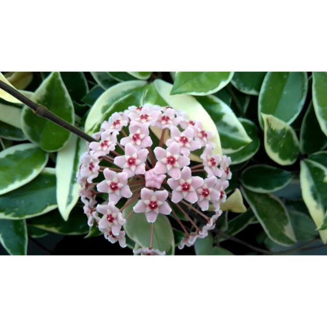 Bibit Tanaman Hoya Carnosa Variegata
