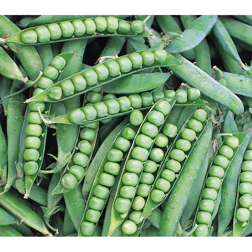 Pea Alderman 10 Biji (Benih Biji Bibit Tanaman Sayur Sayuran)