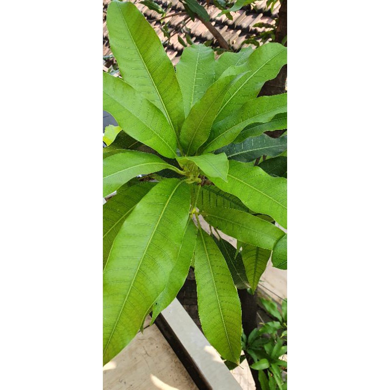 

200 Lembar Daun Mangga u/ Obat Diabetes | Original