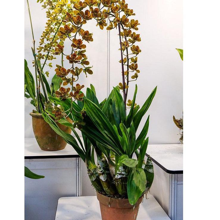 Obral!! Grammatophyllum martae (dewasa)