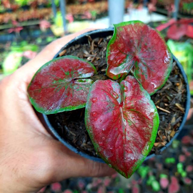 Promo Caladium Red Stardust Shopee Indonesia